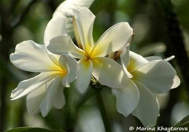 PlumeriaDwarfDesiduous