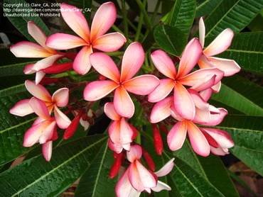 PlumeriaDwarfRichardCriley