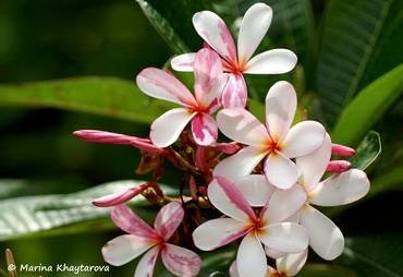 PlumeriaDwarfSingaporePink