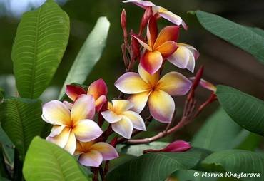 PlumeriaGeorgeBrown