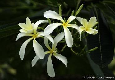 PlumeriaHangingWindmill