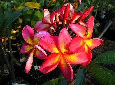 PlumeriaKalina