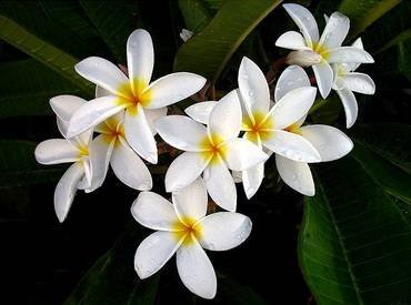 PlumeriaKey WestStar