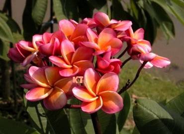 PlumeriaKimo