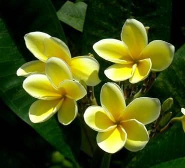PlumeriaLutea