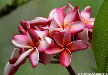 PlumeriaMaryMoragne