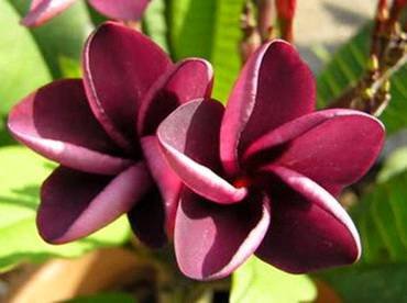 PlumeriaMuangLuciteMaiThai