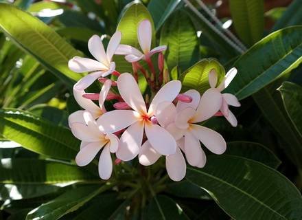 PlumeriaObtusa