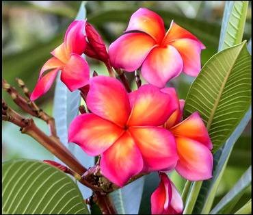 PlumeriaRedYellow