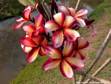 PlumeriaSaiThong
