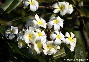 PlumeriaSingaporeWhite