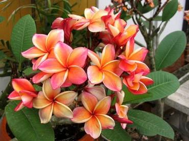 PlumeriaSomKarasin