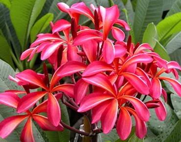 PlumeriaTeresaWilder