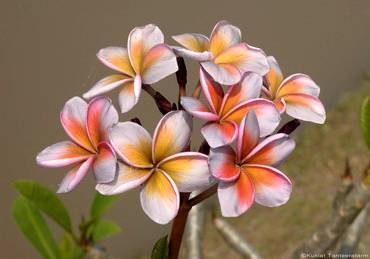 PlumeriaTropicalAurora