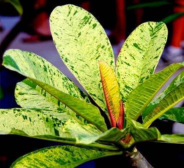 PlumeriaVariegata