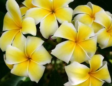PlumeriaYellowFrangipani