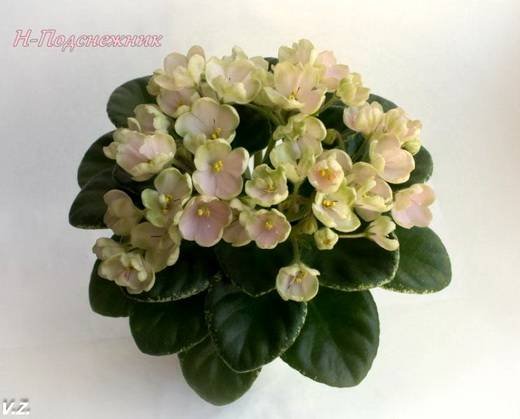 Подснежник5