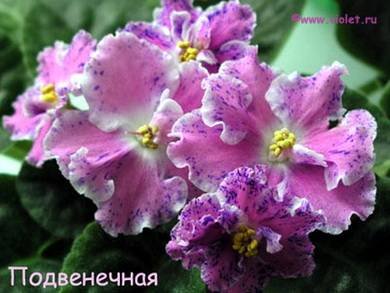 Подвенечная4