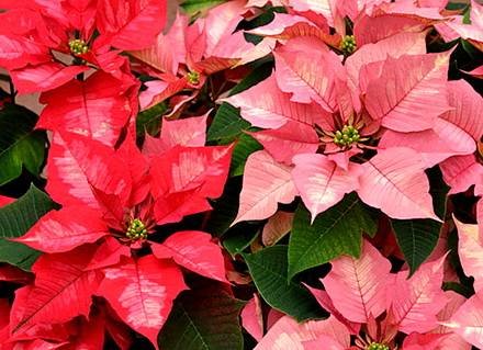 Poinsettia10