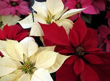 Poinsettia11