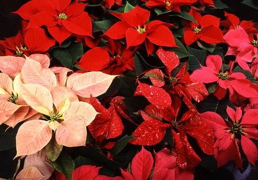 Poinsettia15