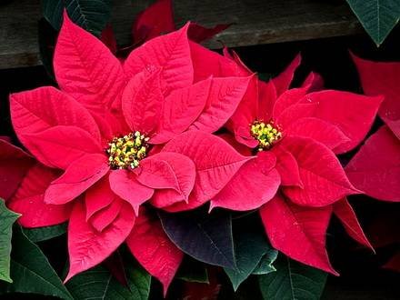 Poinsettia2