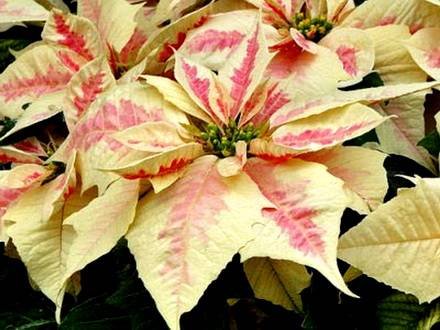 Poinsettia3
