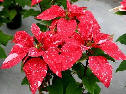 Poinsettia4