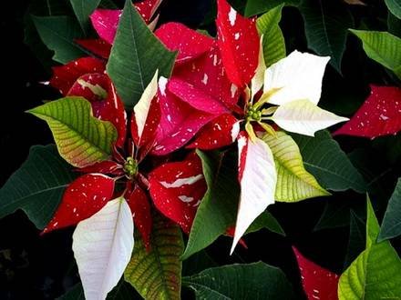 Poinsettia5