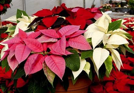 Poinsettia6
