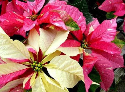 Poinsettia7