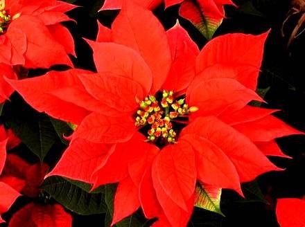 Poinsettia8