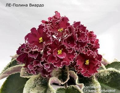 ПолинаВиардо2