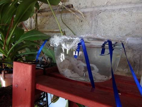 PolivВОотпуске2