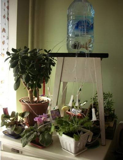 PolivВОотпуске3