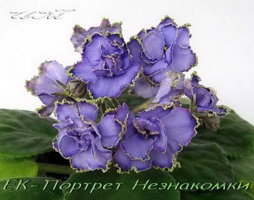 ПортретНезнакомки6