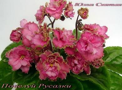 ПоцелуйРусалки3