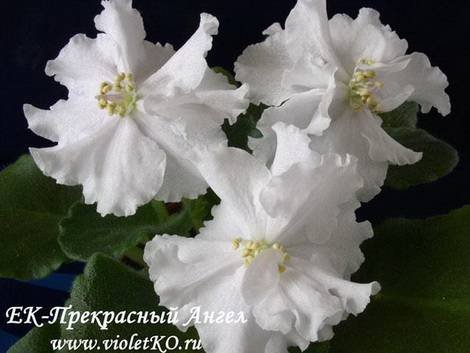 ПрекрасныйАнгел1
