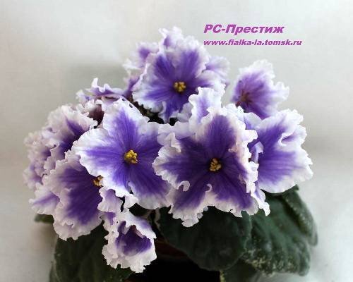 Престиж6