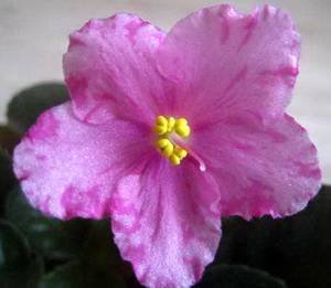 Pretty'nPink9