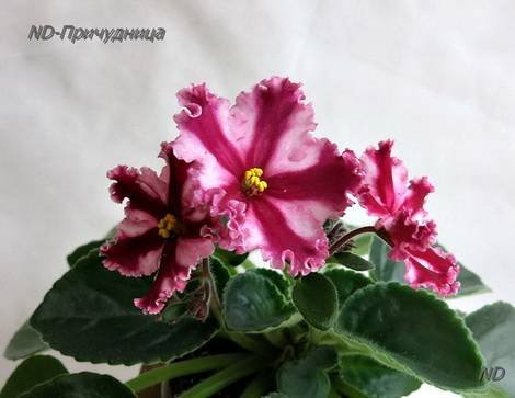 Причудница1