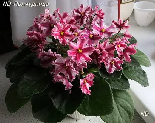 Причудница6