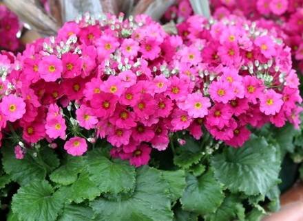 Primula10