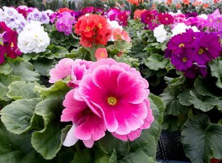 Primula11