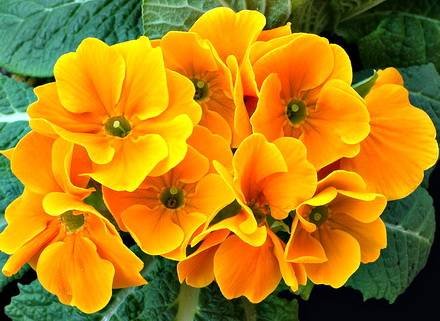 Primula12