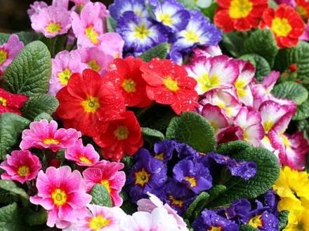 Primula14