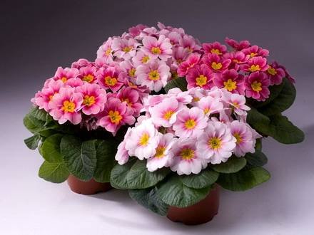 Primula15