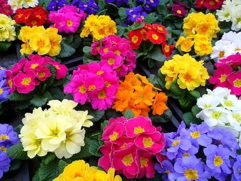 Primula16