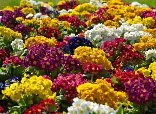 Primula18