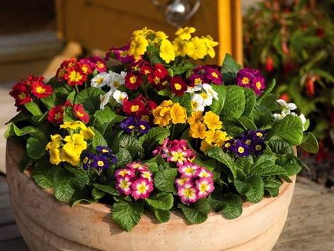 Primula19